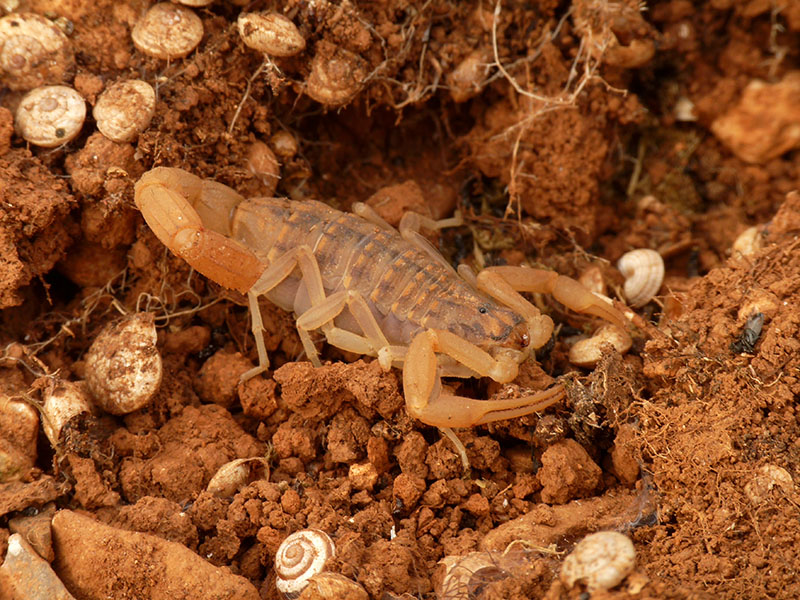 Aegaeobuthus gibbosus da Tessaglia, Grecia